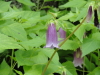 img0017.jpg
