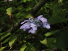img0066.jpg