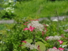 img0078.jpg