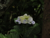 img0161.jpg