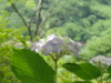 img0171.jpg