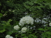 img0181.jpg