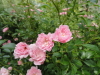 img0188.jpg