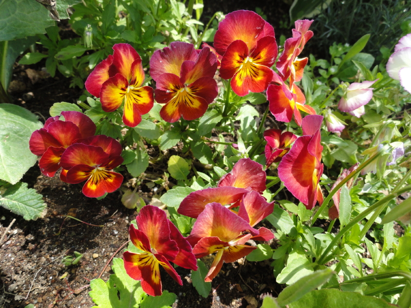 img0008.jpg
