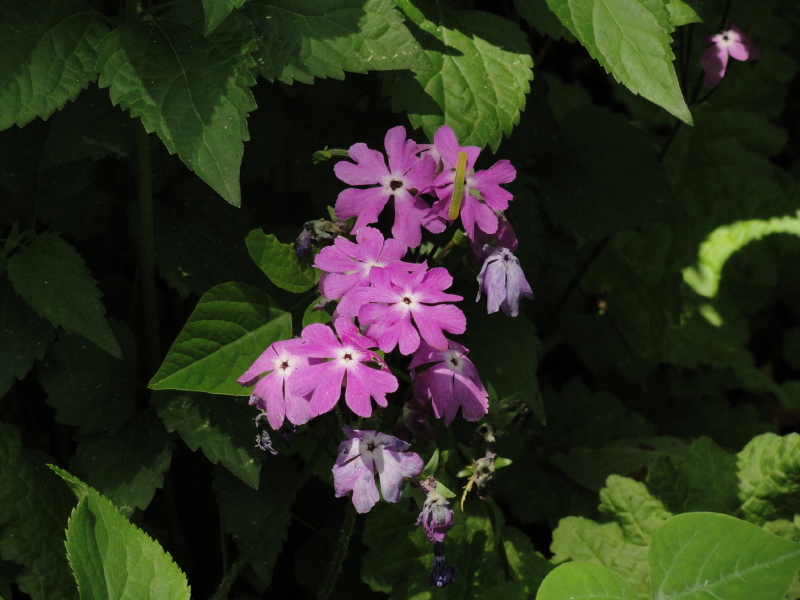 img0014.jpg