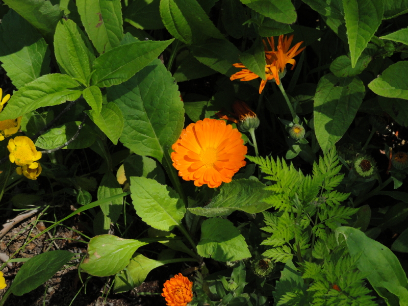 img0088.jpg