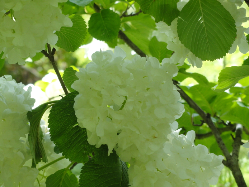 img0097.jpg
