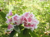 img0020.jpg