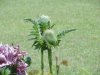 img0061.jpg