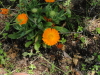 img0087.jpg