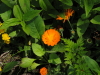 img0088.jpg