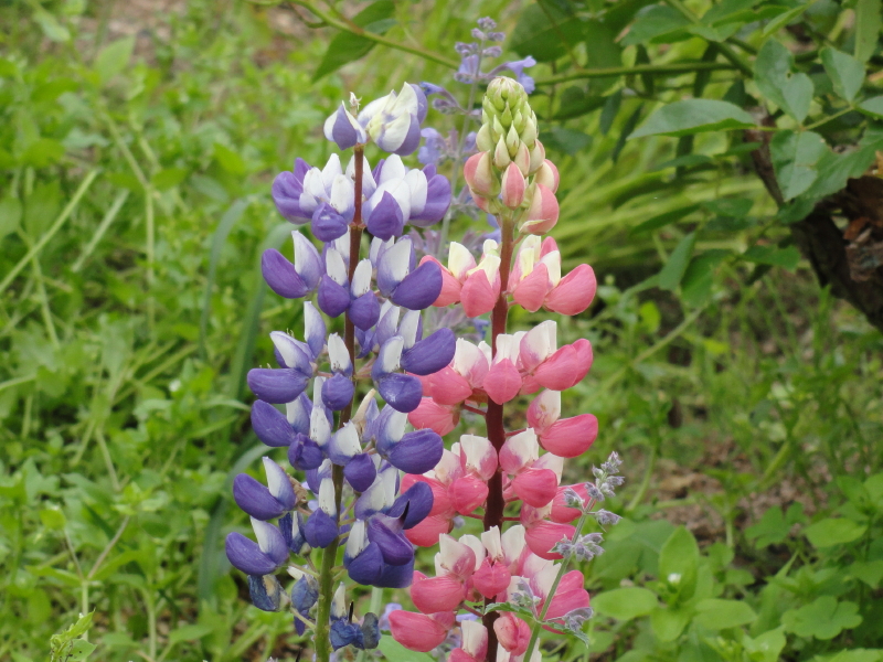 img0079.jpg