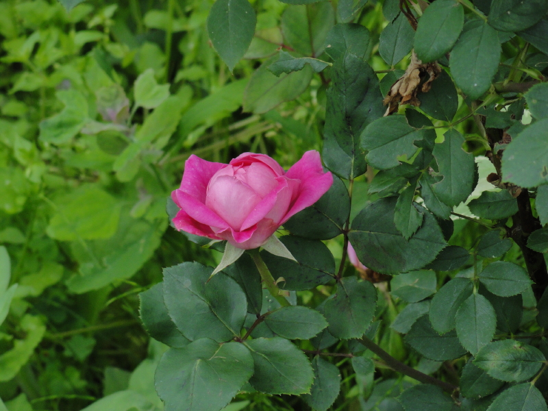 img0091.jpg