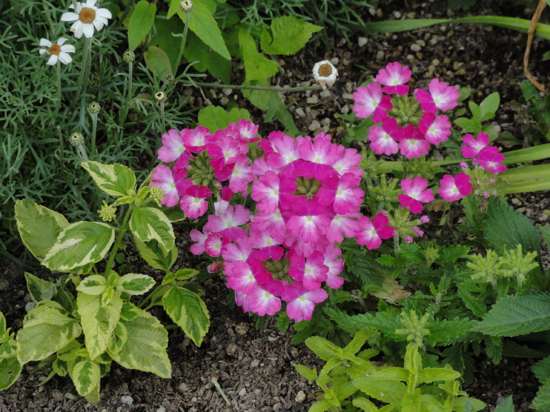 img0115.jpg