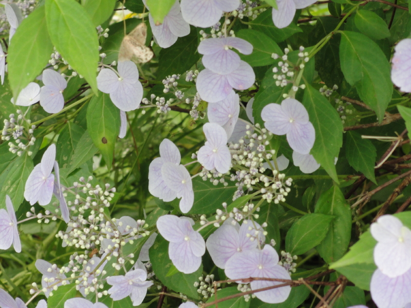 img0135.jpg