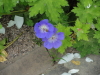 img0028.jpg