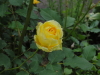 img0036.jpg