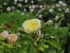 img0045.jpg