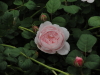 img0050.jpg