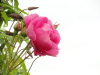 img0055.jpg