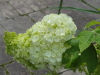 img0063.jpg