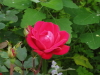 img0077.jpg