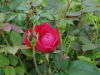 img0084.jpg