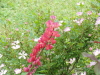 img0086.jpg