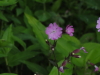 img0095.jpg