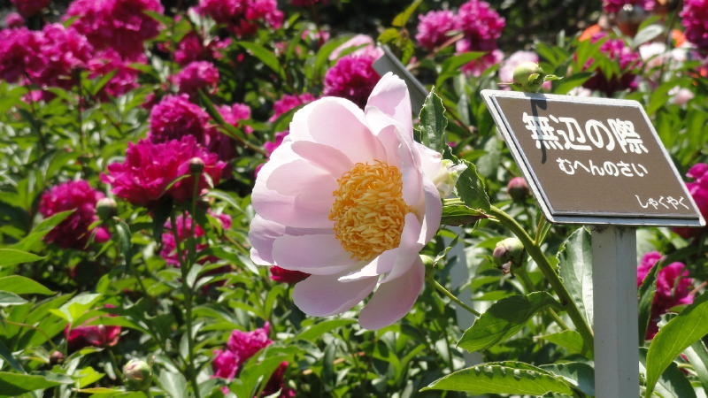 img0006.jpg