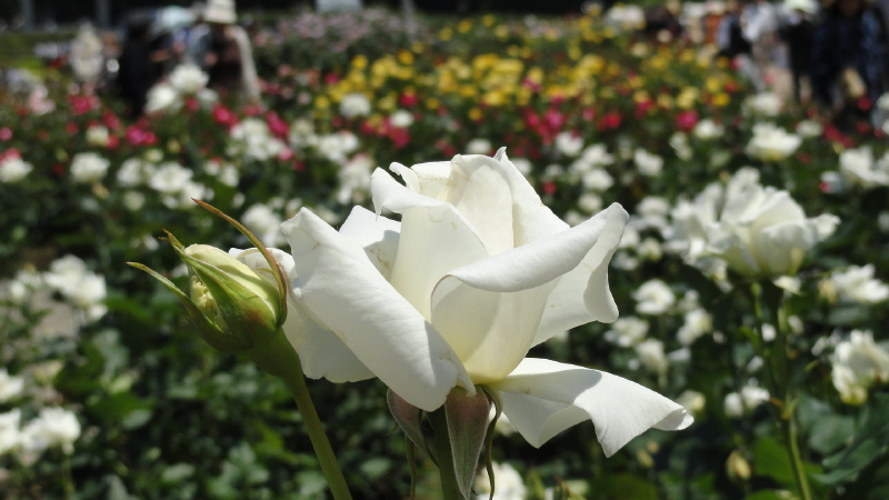img0012.jpg