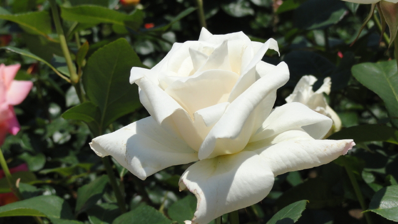 img0013.jpg