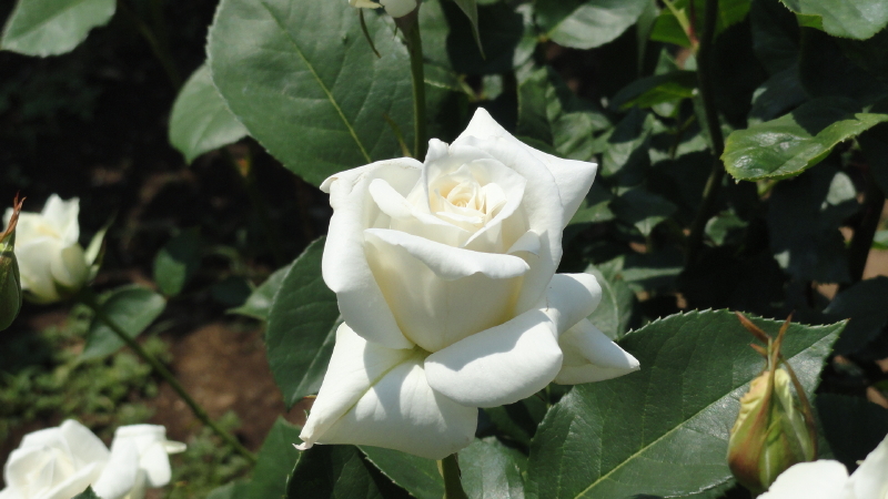img0015.jpg