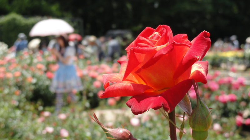 img0017.jpg
