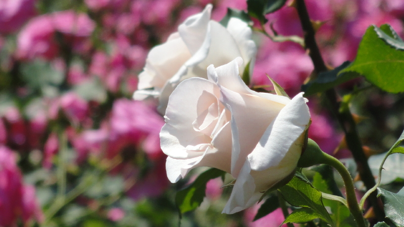 img0040.jpg