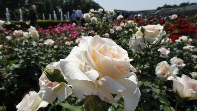 img0043.jpg
