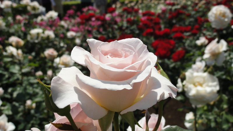 img0045.jpg