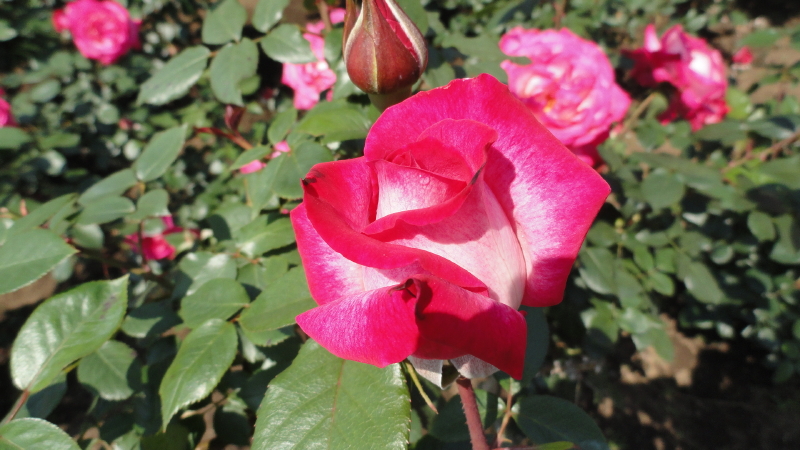 img0073.jpg