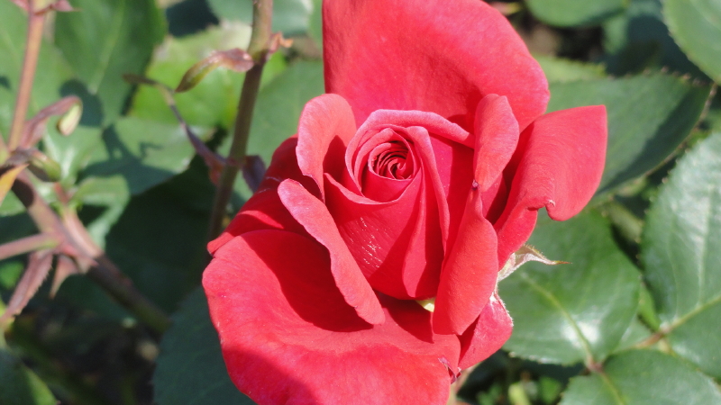 img0080.jpg