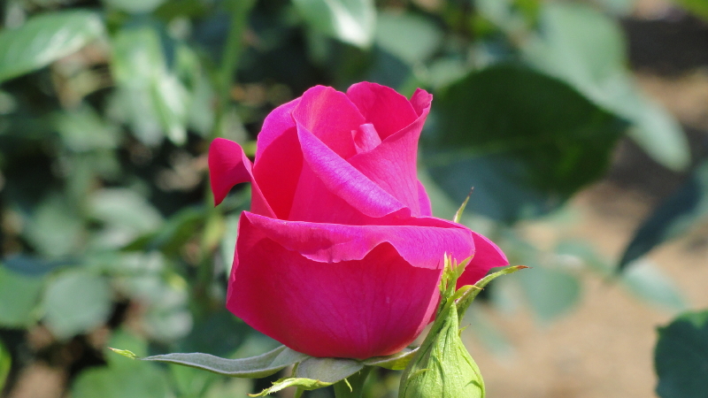 img0088.jpg