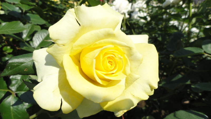 img0090.jpg