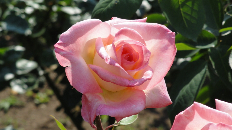 img0109.jpg