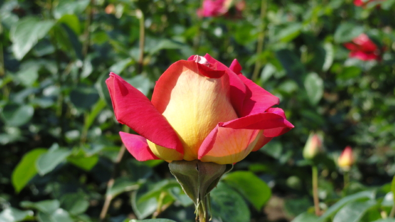 img0116.jpg