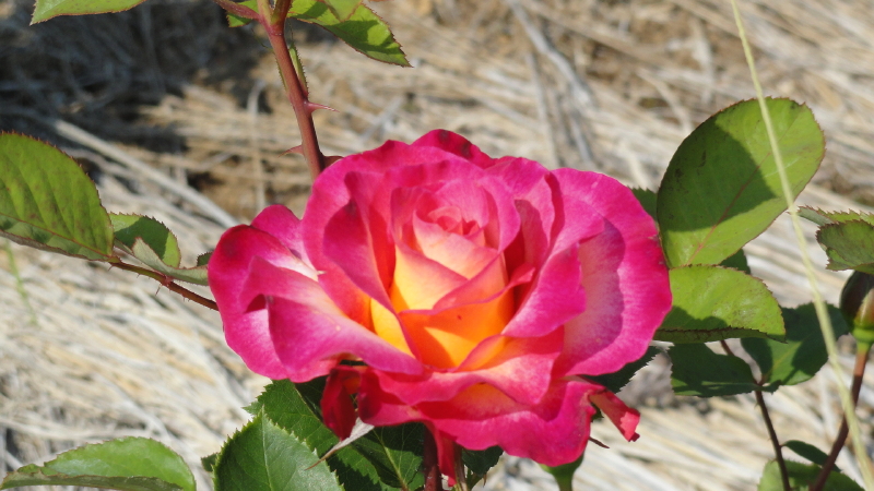 img0164.jpg