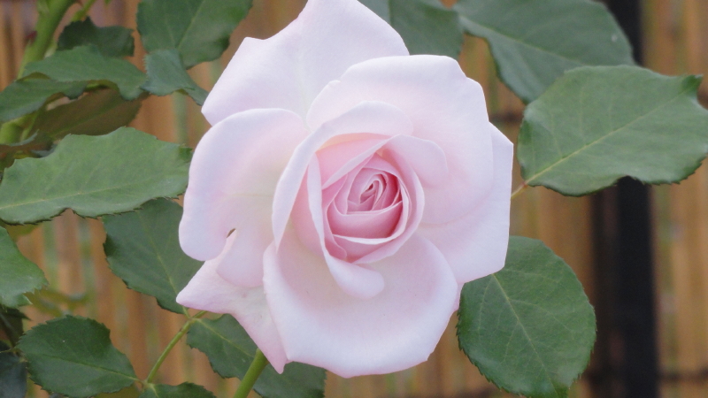 img0185.jpg