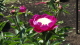 img0004.jpg