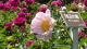 img0006.jpg