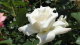 img0013.jpg