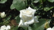 img0015.jpg