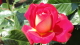 img0020.jpg